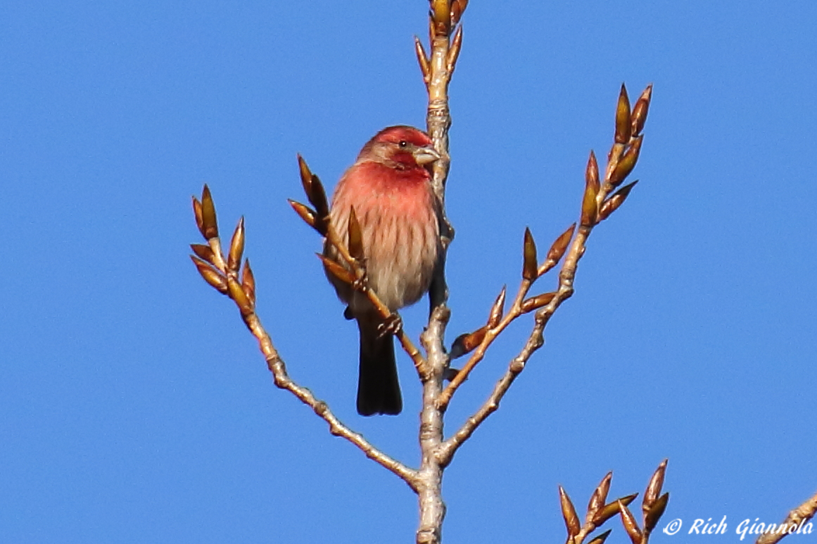 Birding at Cape Henlopen State Park – Featuring a House Finch (12/20/22)