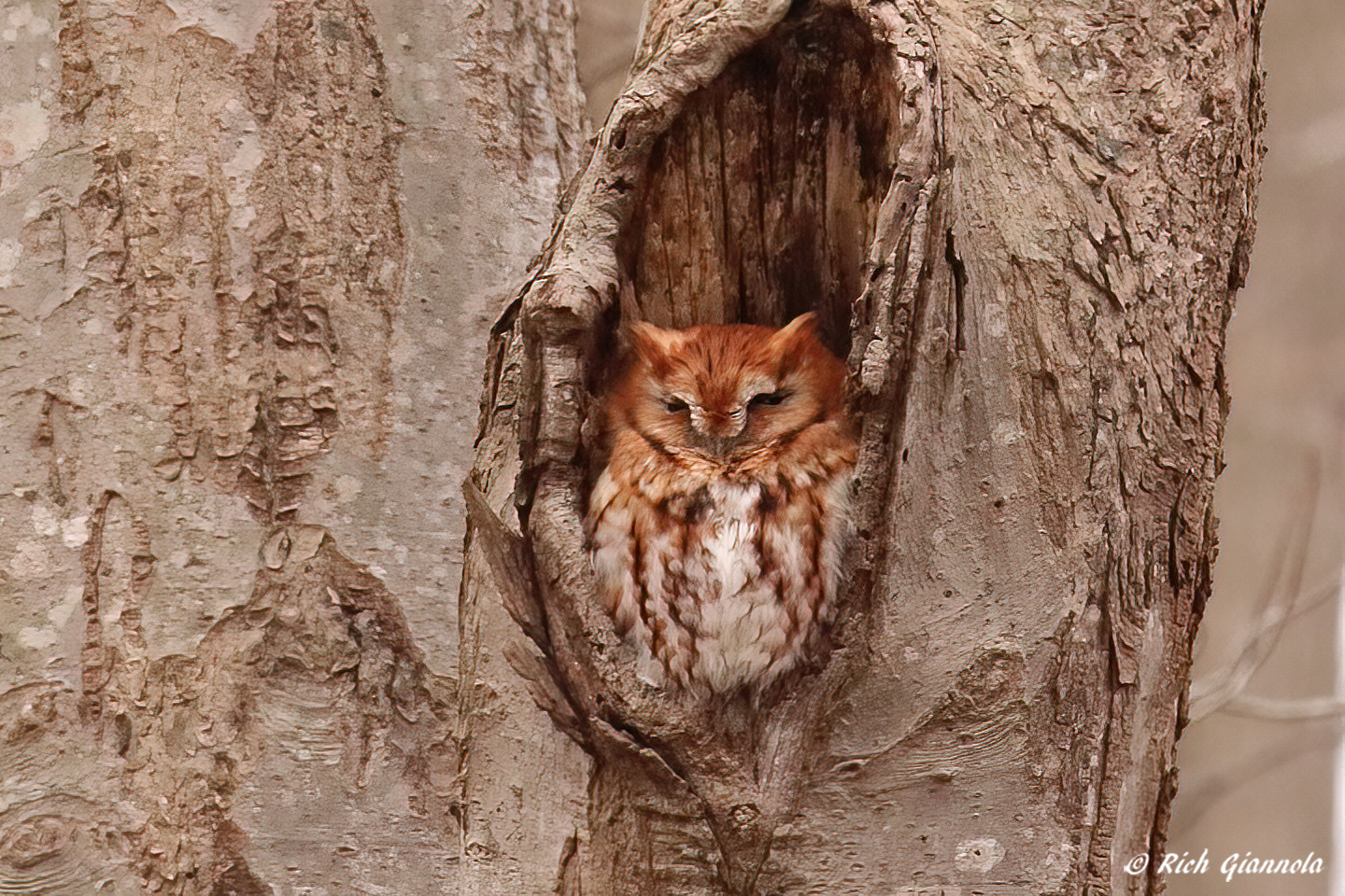 Birding at Prime Hook NWR – Featuring an Eastern Screech-Owl (1/10/23)