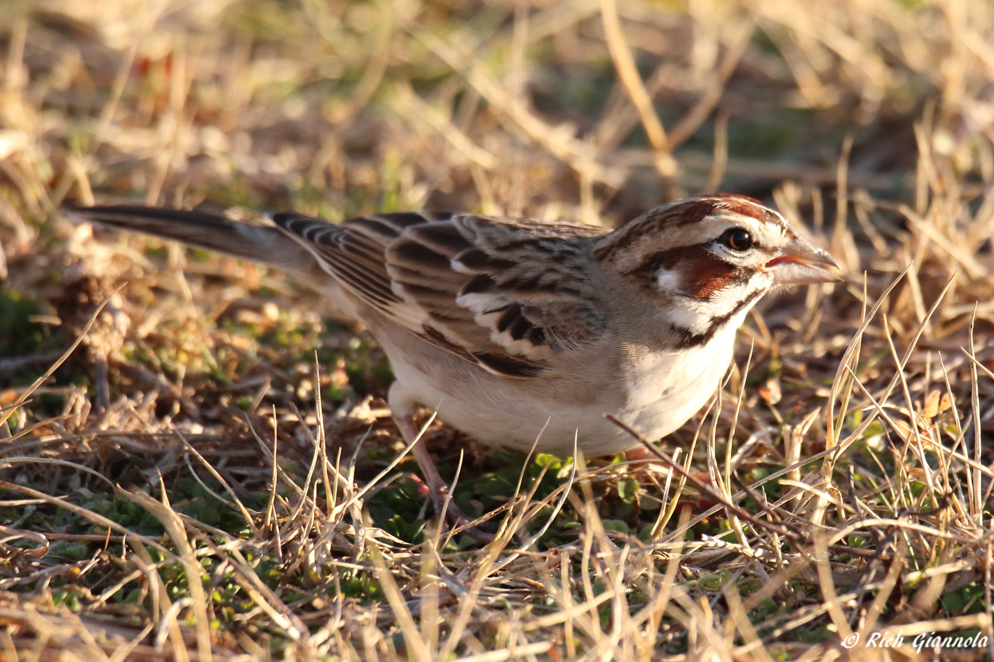 Birding at Cape Henlopen State Park – Featuring a Lark Sparrow (1/1/23)