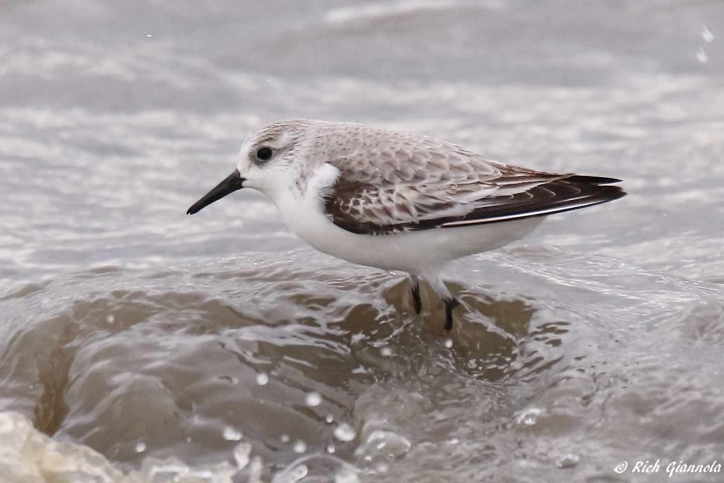 Birding at Fowler Beach – Featuring a Sanderling (1/6/23)