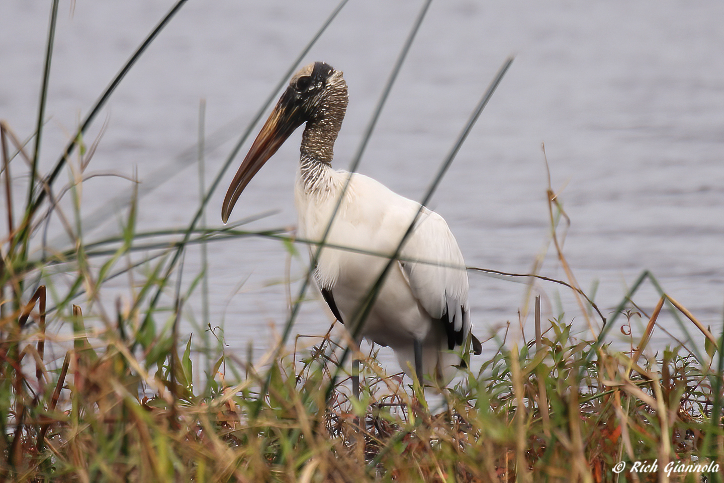 Birding at Myakka River State Park – Featuring a Wood Stork (1/21/23)