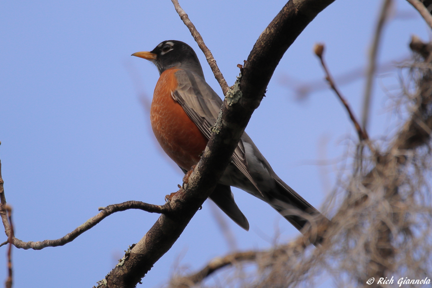 Birding at Hammock Park – Featuring an American Robin (1/24/23)