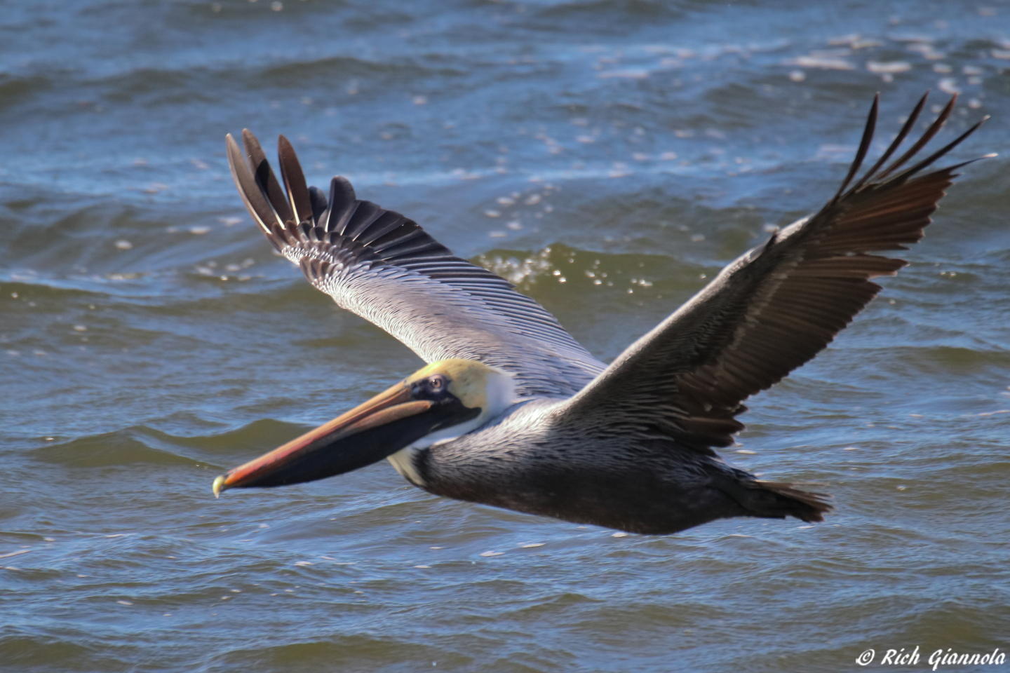 Birding at Wall Springs Park – Featuring a Brown Pelican (1/26/23)