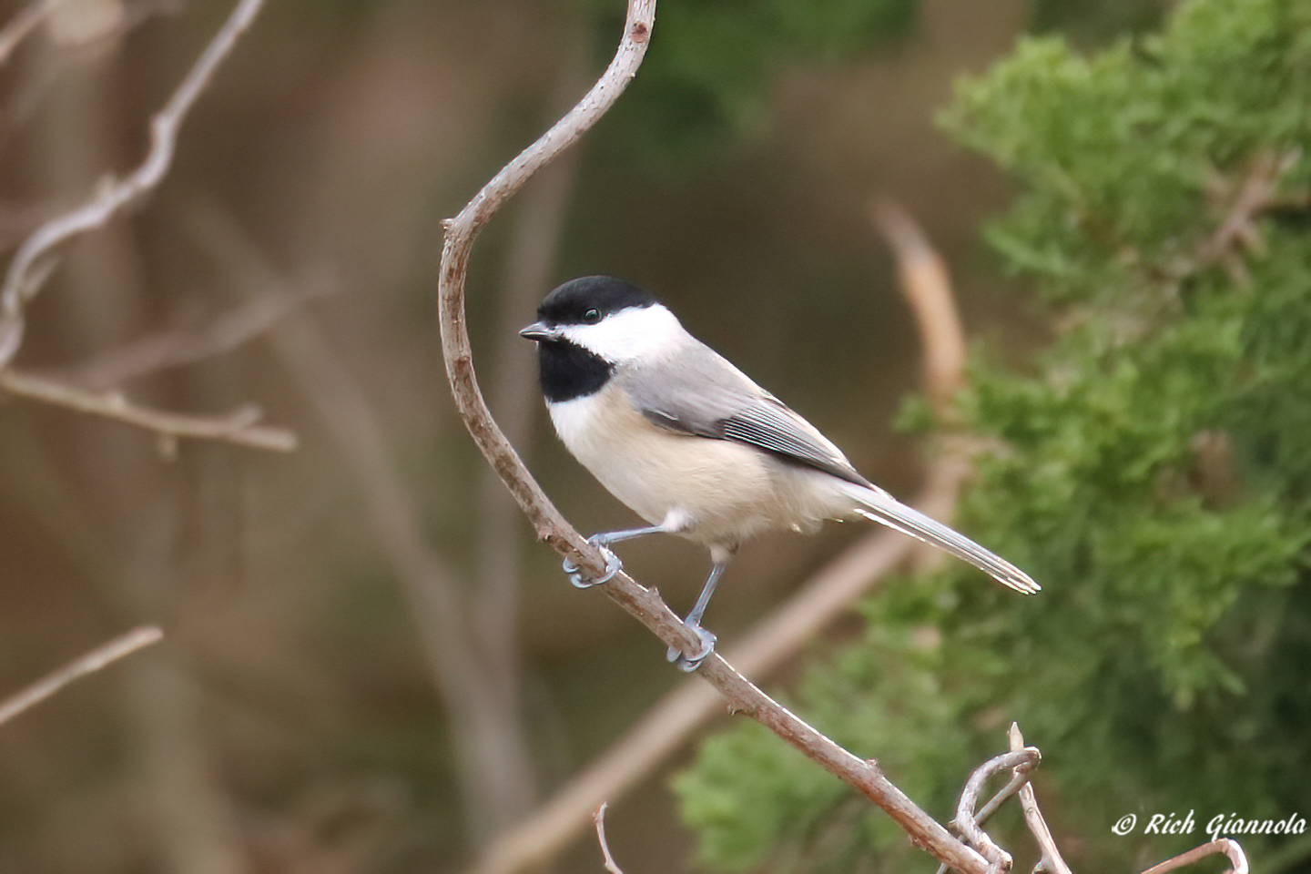 Birding at Cape Henlopen State Park – Featuring a Carolina Chickadee (2/15/23)