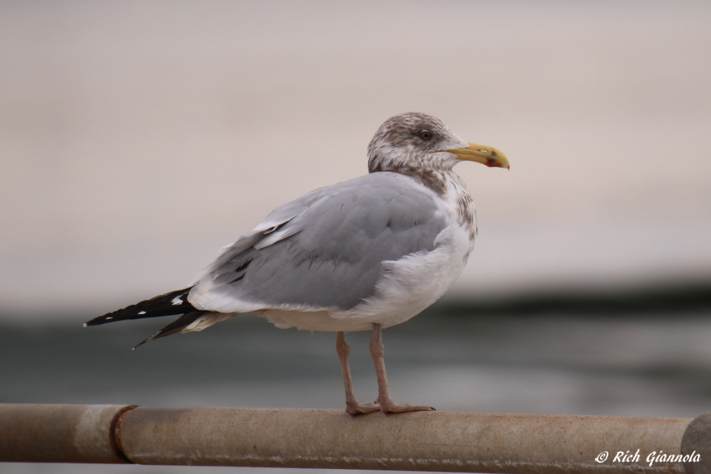 Birding at Delaware Seashore State Park – Featuring a Herring Gull (2/2/23)