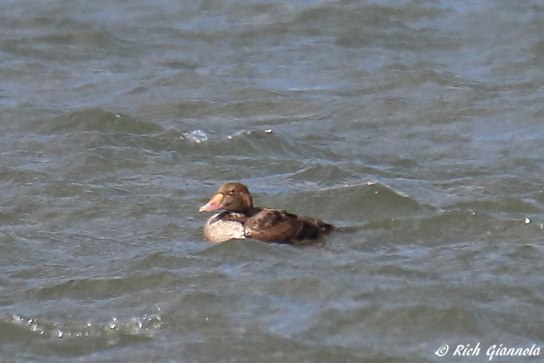 Birding at Roosevelt Inlet – Featuring a King Eider (2/15/23)