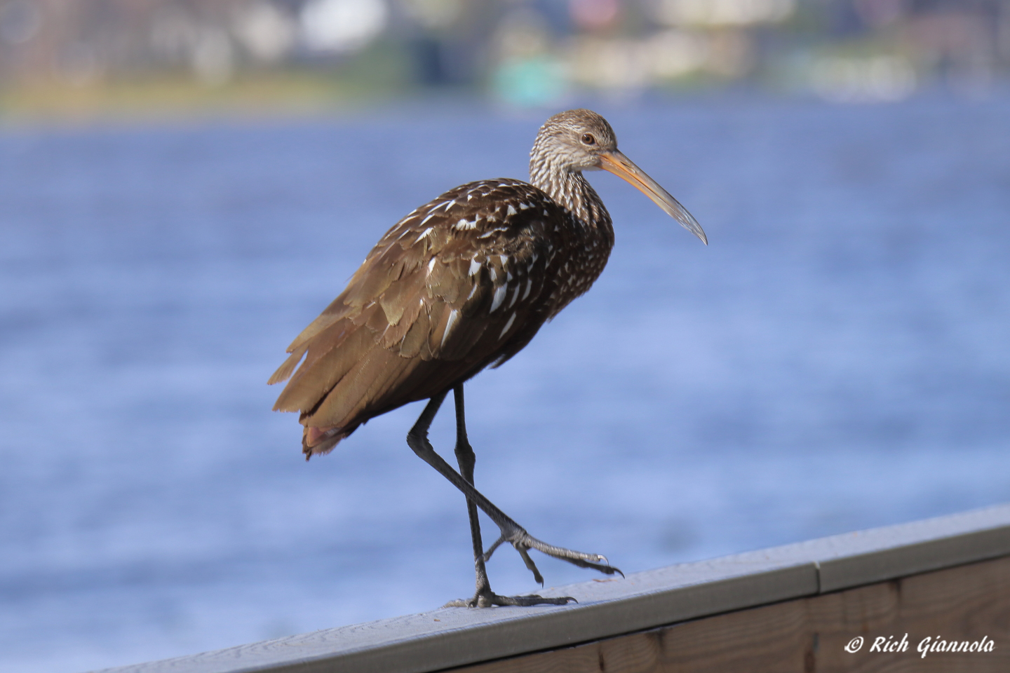 Birding at John Chesnut Sr. Park – Featuring a Limpkin (1/26/23)