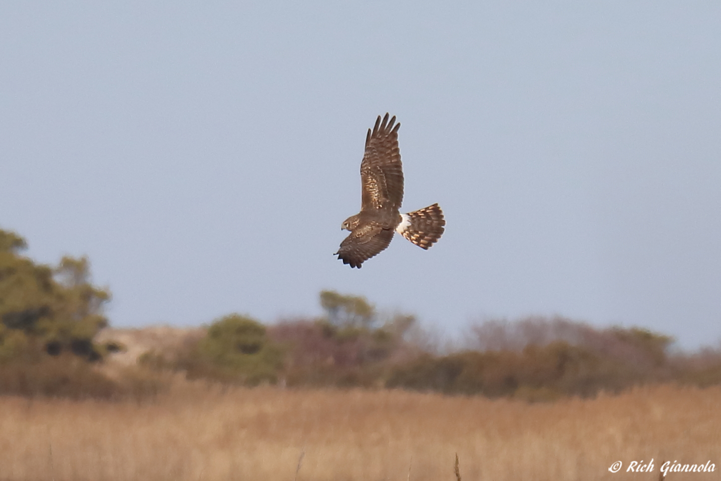 Birding at Cape Henlopen State Park – Featuring a Northern Harrier (2/14/23)