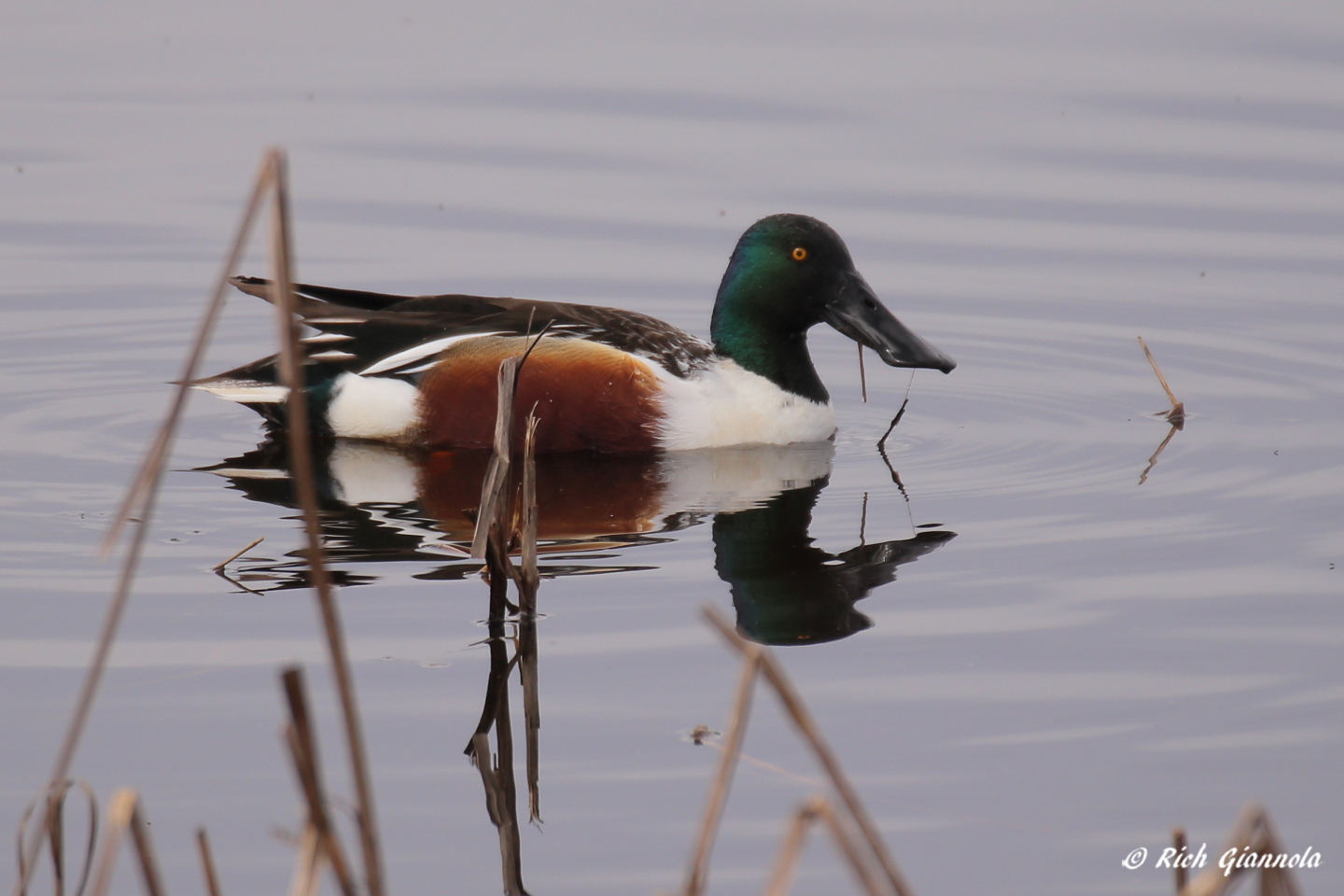 Birding at Bombay Hook NWR – Featuring a Northern Shoveler (2/23/23)