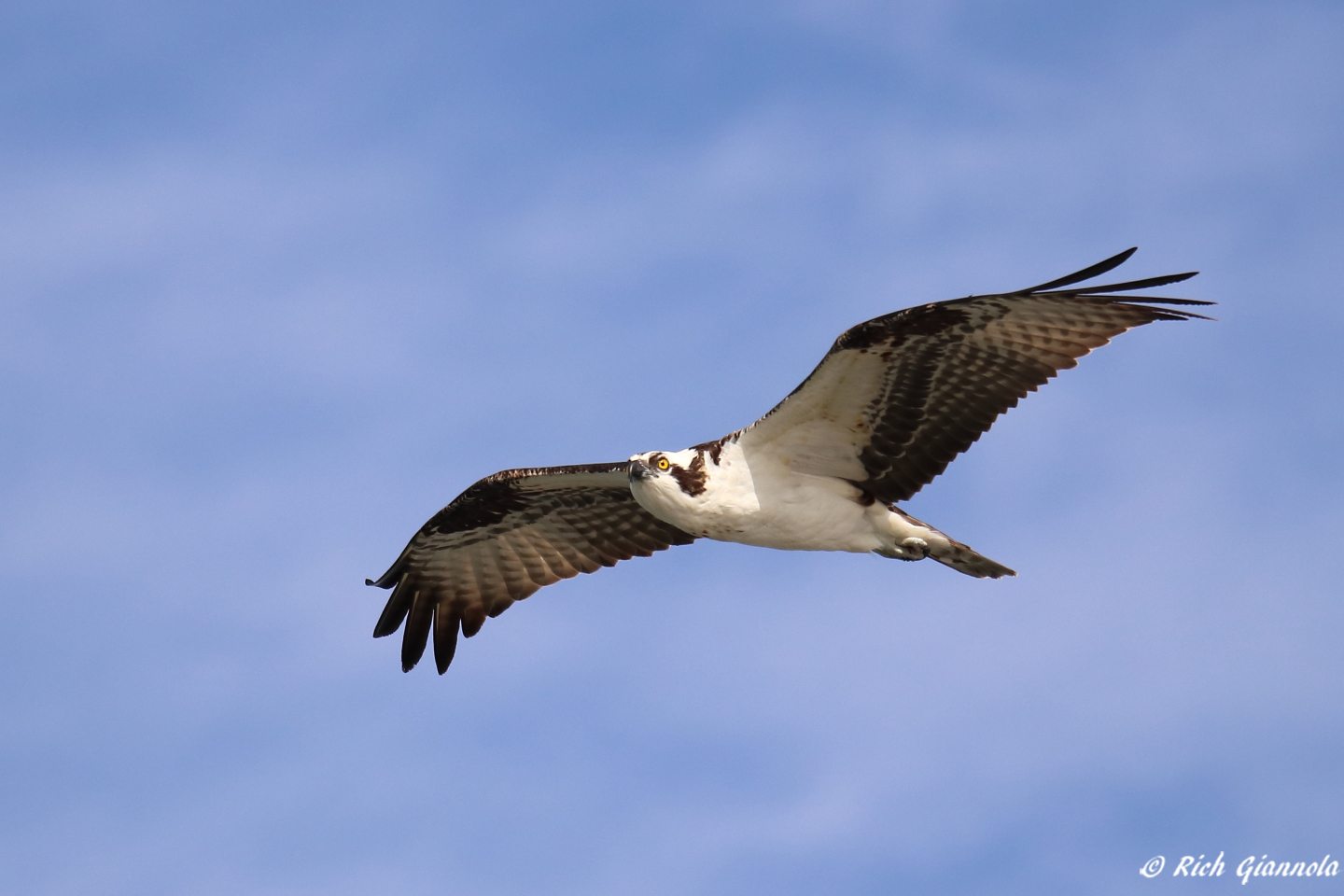 Birding at Dunedin Causeway – Featuring an Osprey (1/23/23)