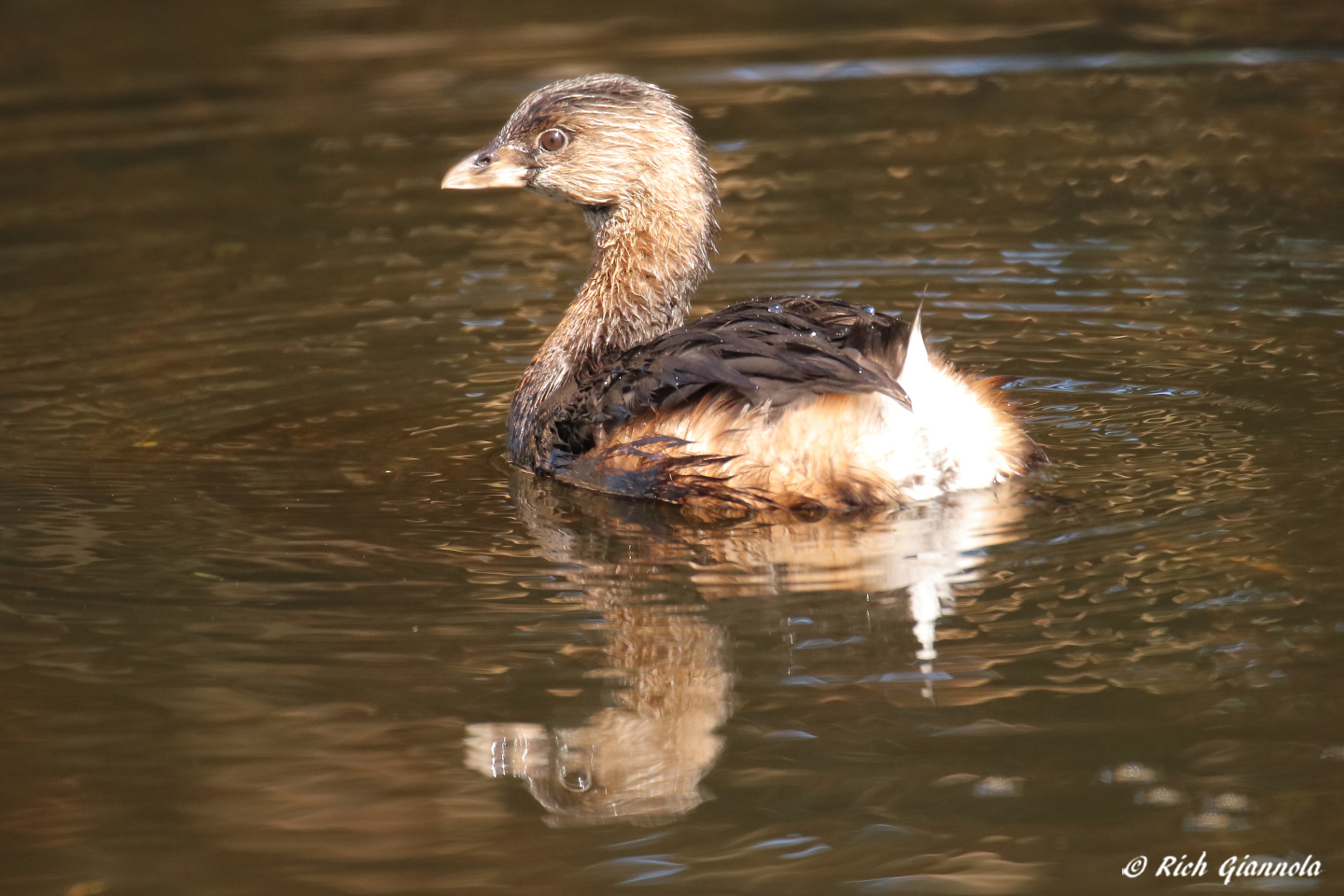 Birding at Largo Central Park Nature Preserve – Featuring a Pied-Billed Grebe (1/27/23)