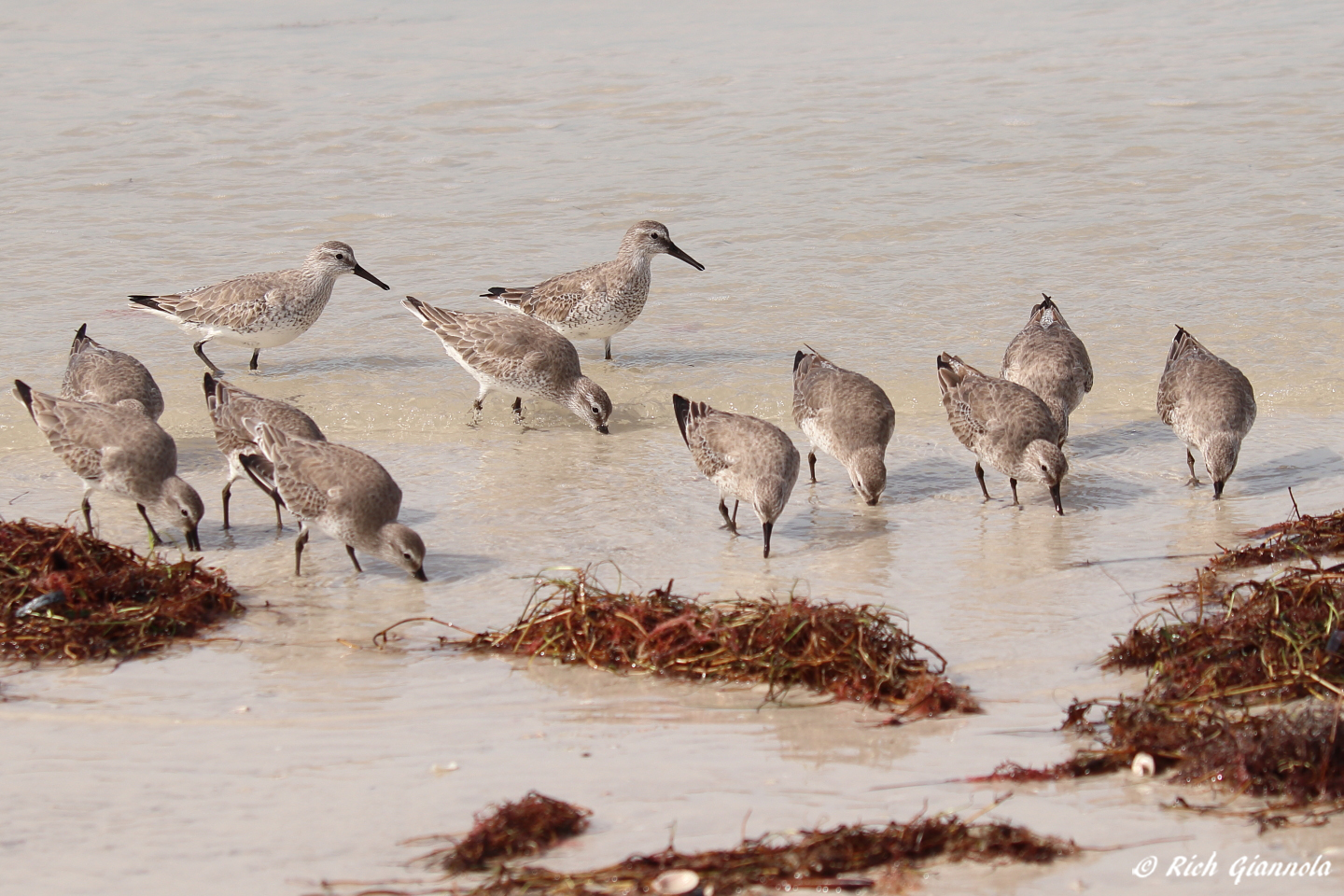 Birding at Honeymoon Island State Park – Featuring Red Knots (1/24/23)