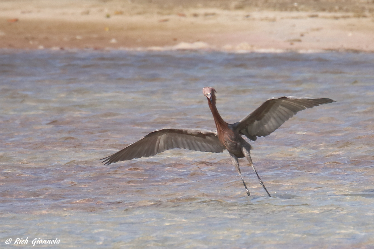 Birding at Fort De Soto Park – Featuring a Reddish Egret (1/22/23)