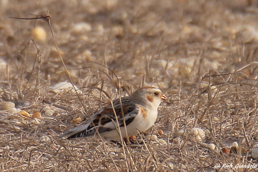 Birding at Fowler Beach – Featuring a Snow Bunting (2/10/23)