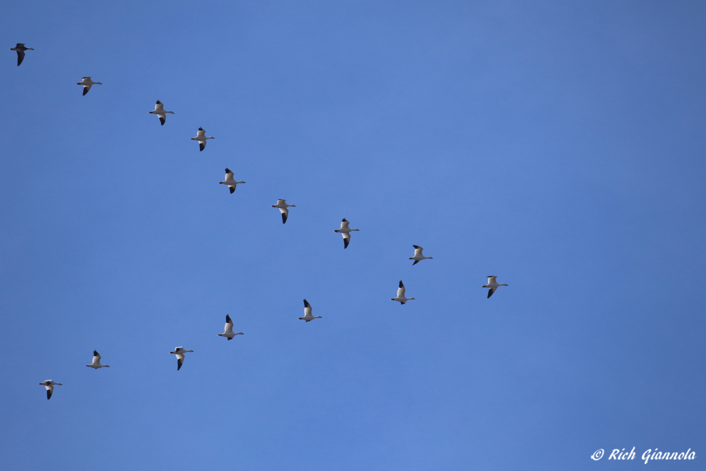 Birding at Prime Hook NWR – Featuring Snow Geese (2/8/23)