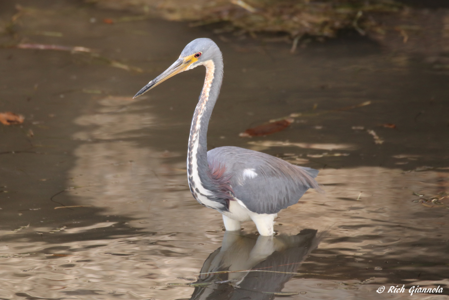 Birding at Weaver Park – Featuring a Tricolored Heron (1/24/23)