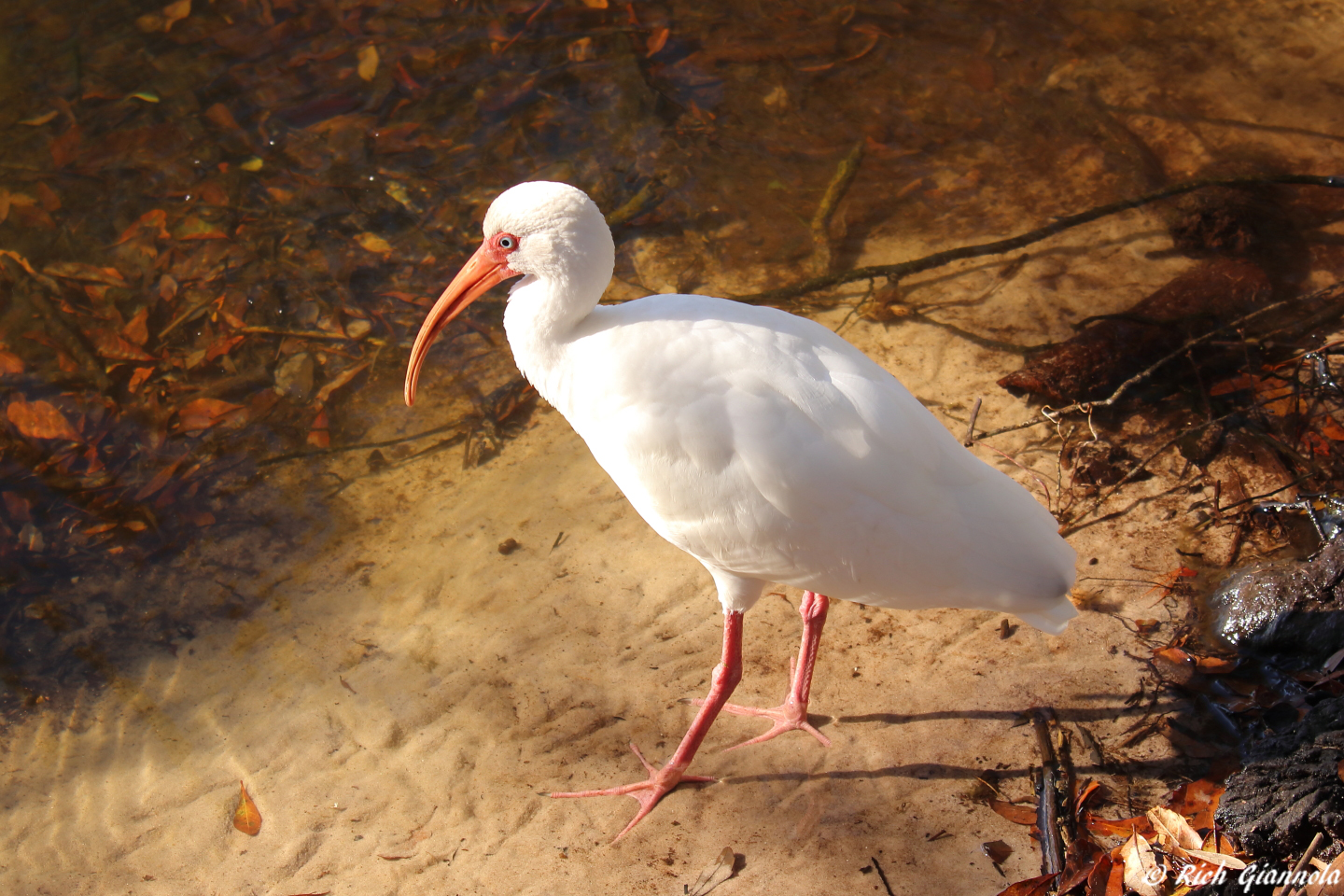 Birding at Eagle Lake Park – Featuring a White Ibis (1/27/23)