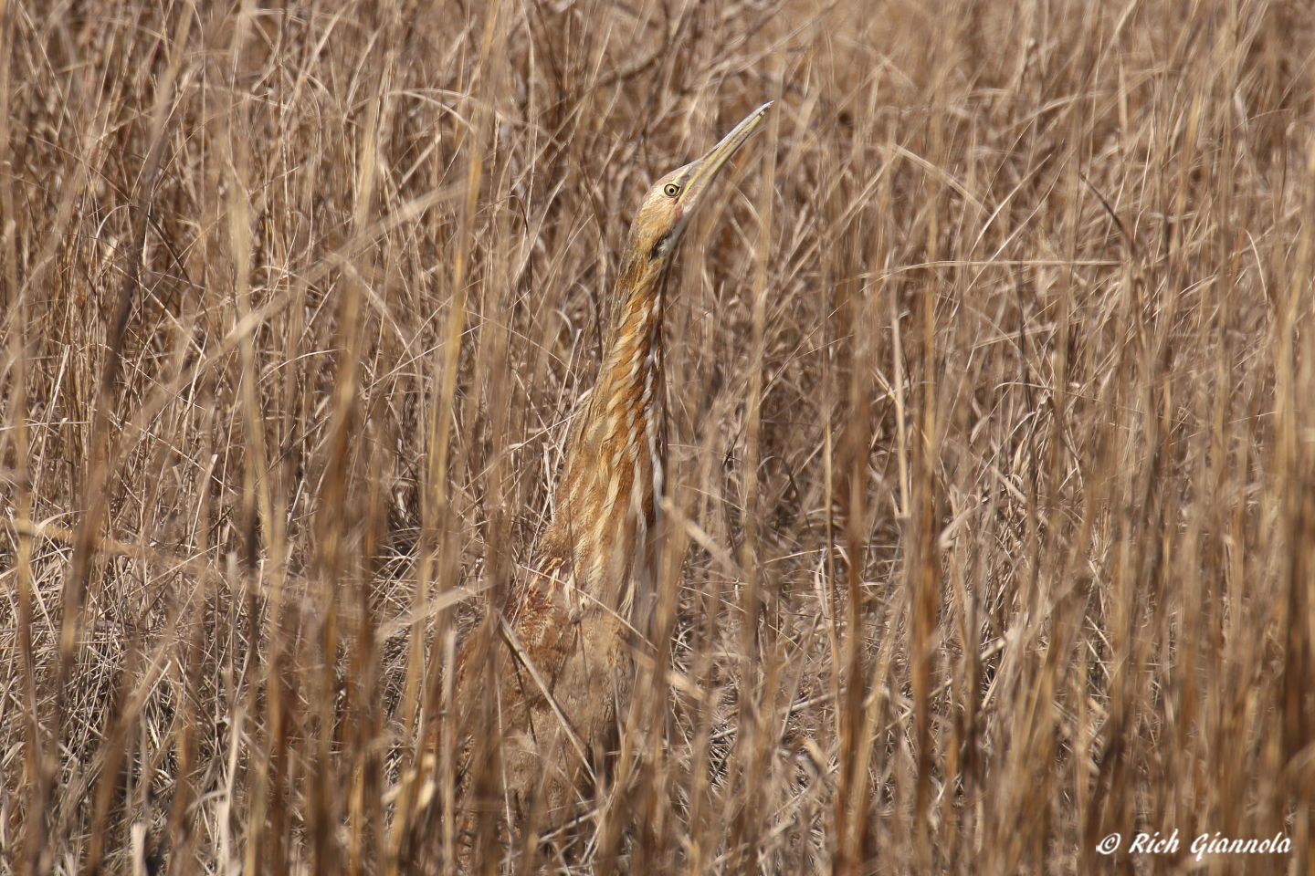 Birding at Cape Henlopen State Park – Featuring an American Bittern (3/21/23)