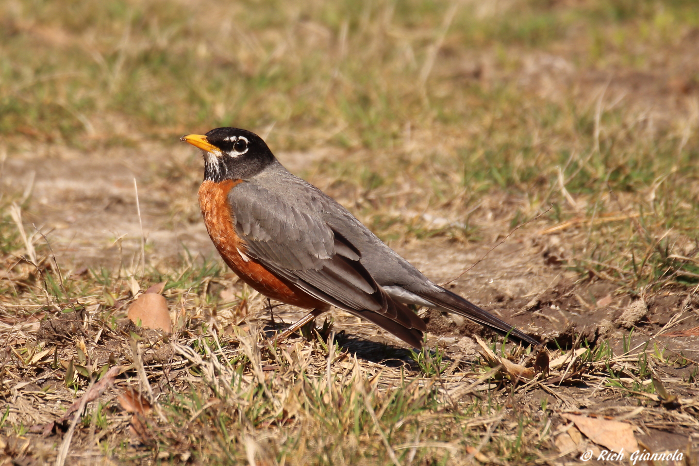 Birding at Redden State Forest – Featuring an American Robin (3/5/23)