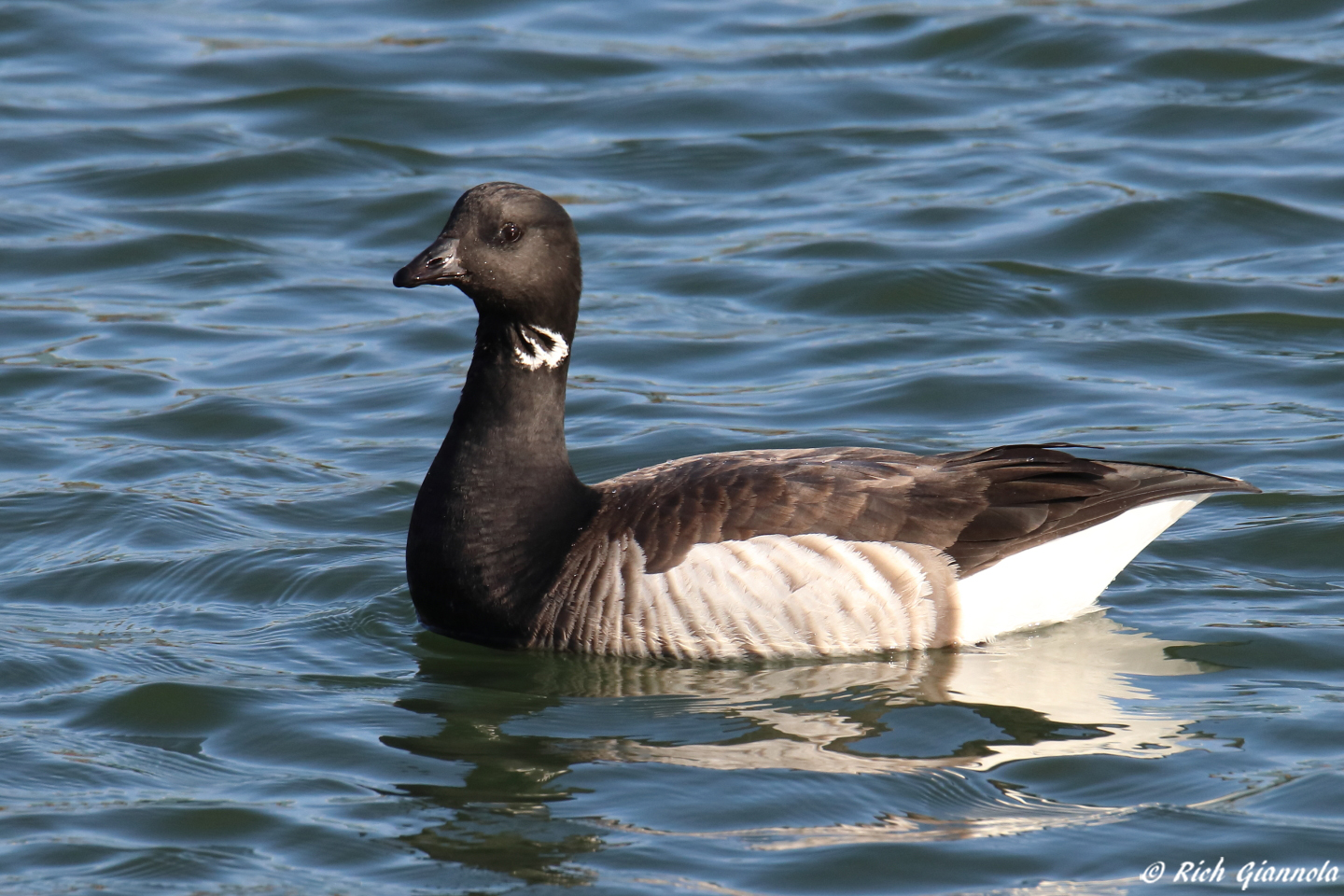 Birding at Delaware Seashore State Park – Featuring a Brant (3/6/23)