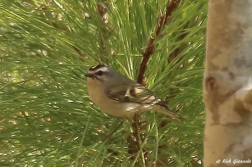 Birding at Cape Henlopen State Park – Featuring a Golden-Crowned Kinglet (3/30/23)