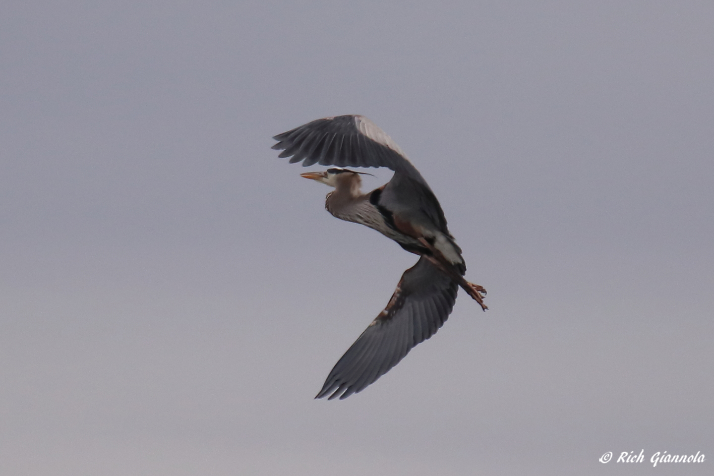 Birding at Delaware Seashore State Park – Featuring a Great Blue Heron (3/1/23)