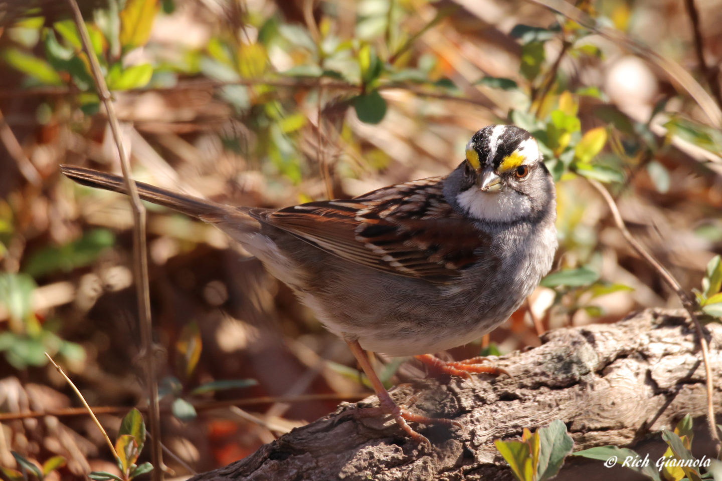 Birding at Prime Hook NWR – Featuring a White-Throated Sparrow (3/16/23)