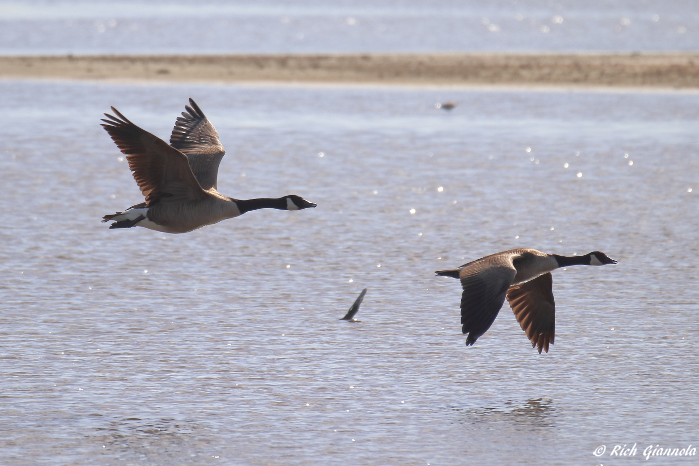 Birding at Prime Hook NWR – Featuring Canada Geese (4/14/23)