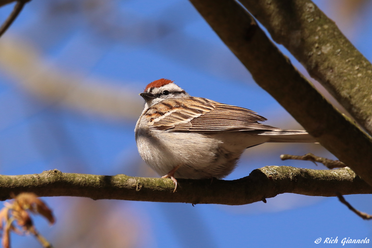 Birding at Trap Pond State Park – Featuring a Chipping Sparrow (4/11/23)