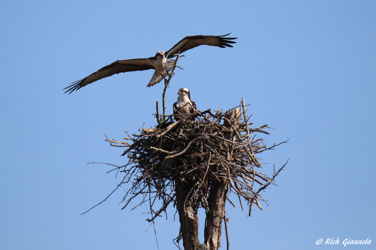 Birding at Prime Hook NWR – Featuring Ospreys (4/4/23)