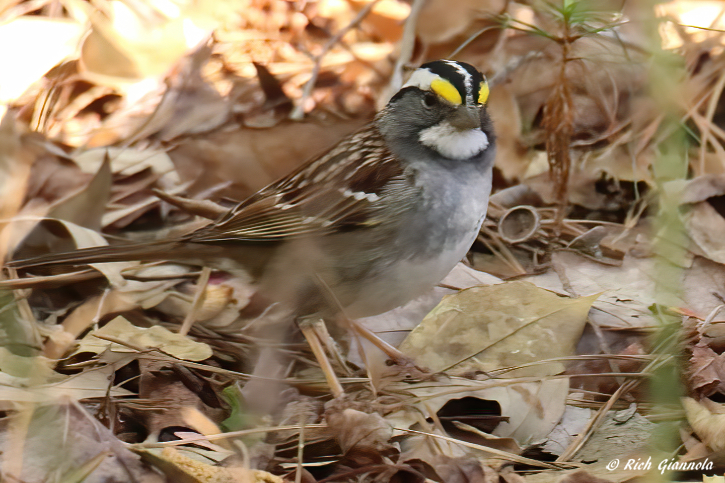 Birding at Redden State Forest – Featuring a White-Throated Sparrow (4/19/23)