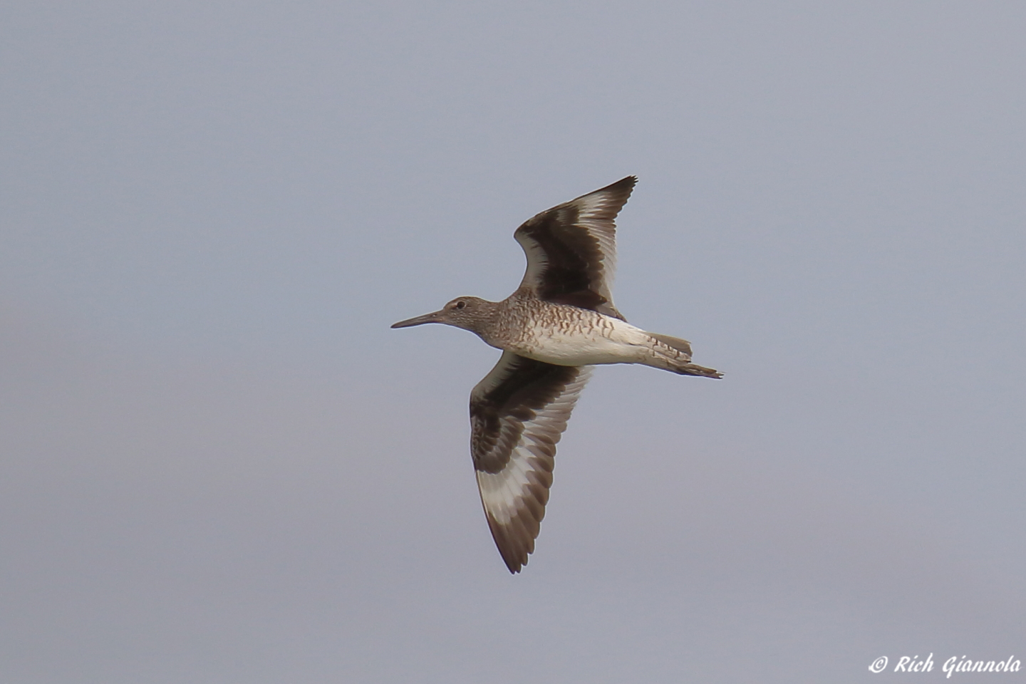 Birding at James Farm Ecological Preserve – Featuring a Willet (4/22/23)