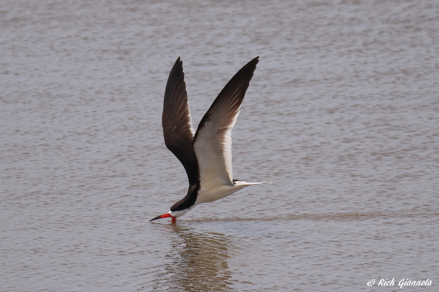 Birding at Edwin B. Forsythe NWR – Featuring a Black Skimmer (5/14/23)