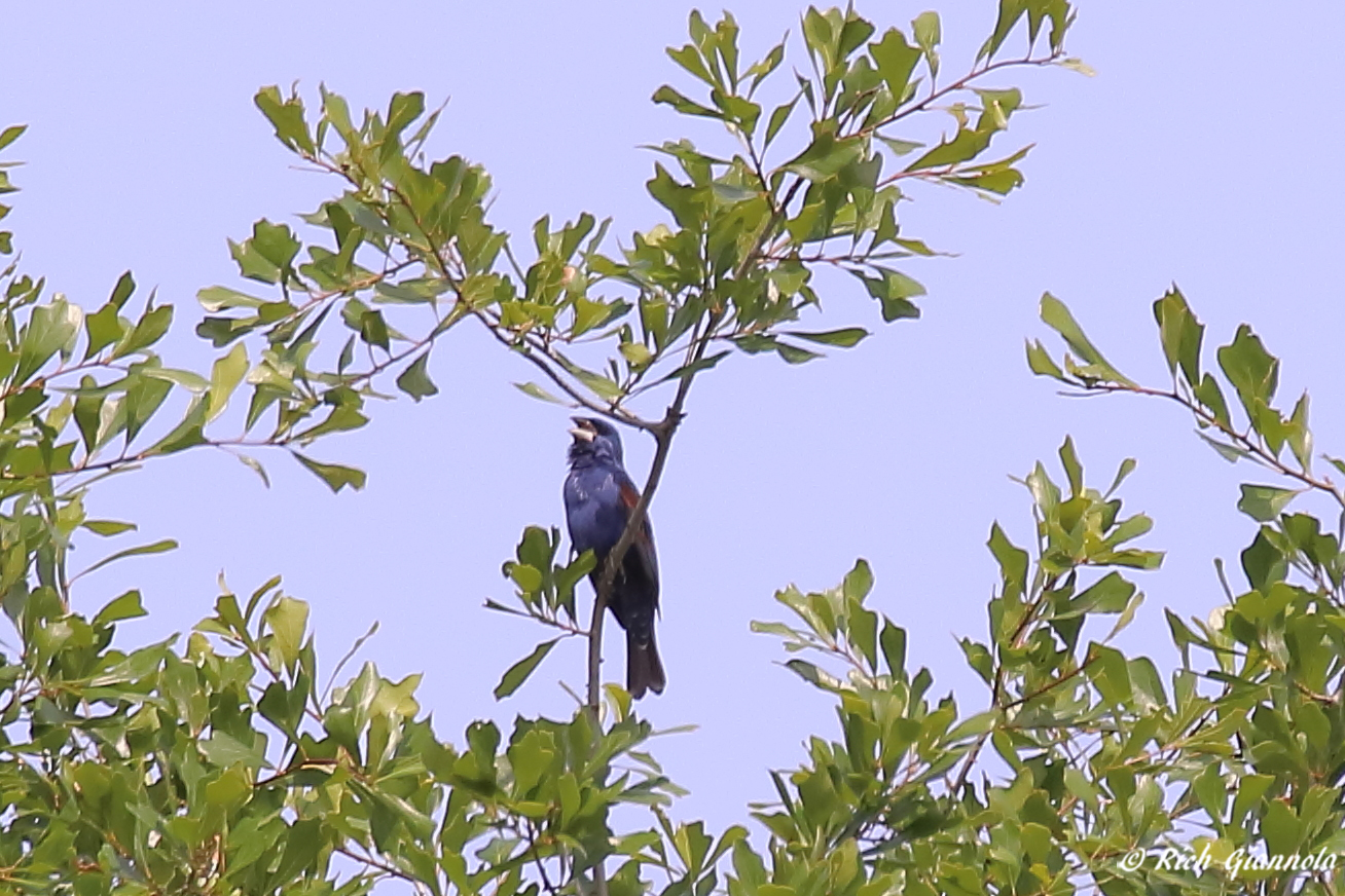 Birding at Nanticoke Wildlife Area – Featuring a Blue Grosbeak (5/11/23)