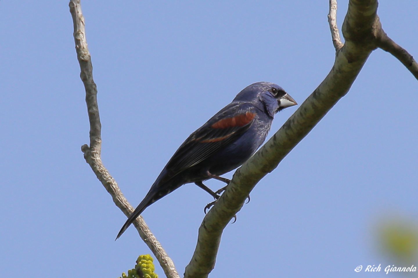 Birding at Higbee Beach Wildlife Management Area – Featuring a Blue Grosbeak (5/12/23)