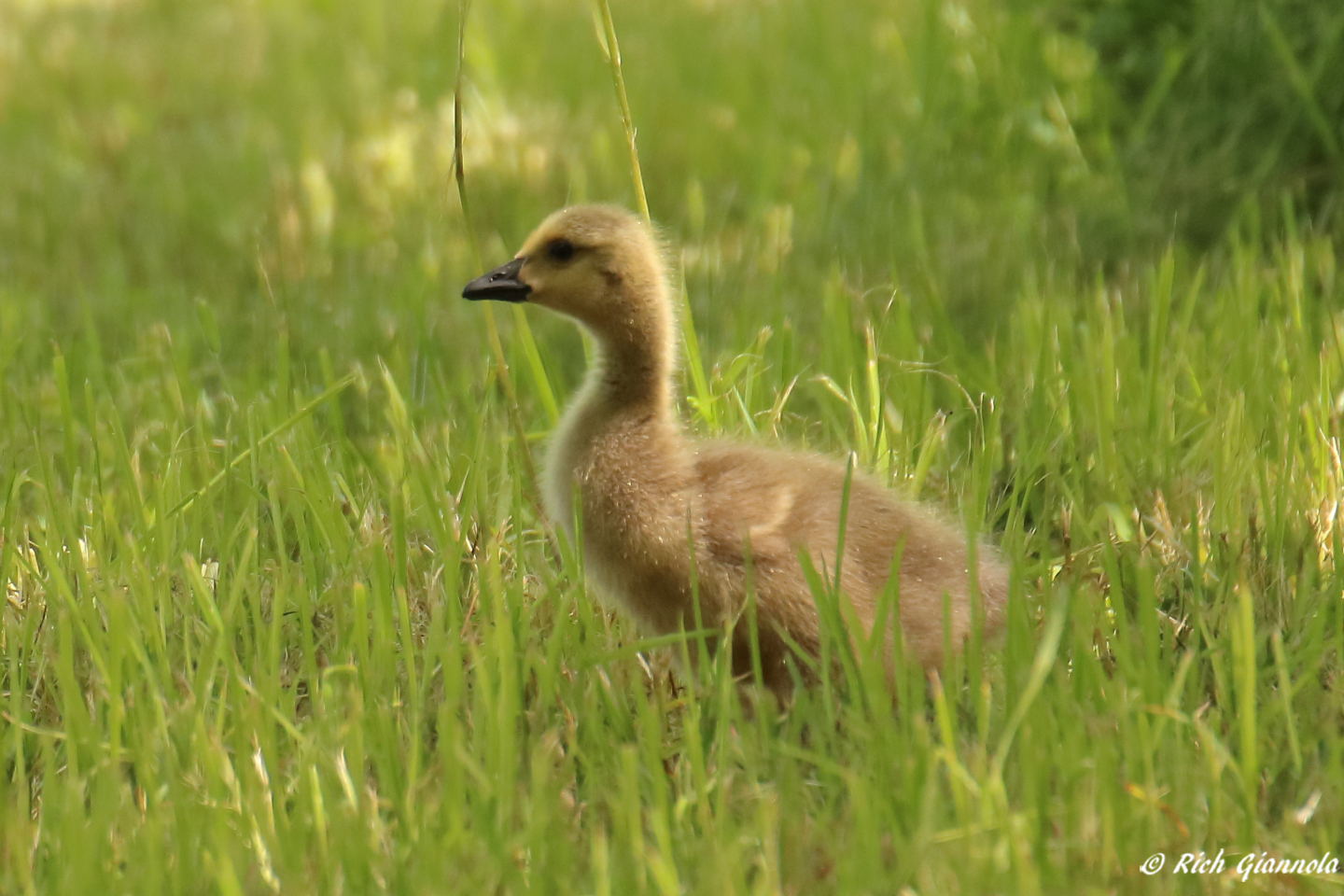 Birding at Cape May Point State Park – Featuring a Canada Goose (Gosling) (5/15/23)