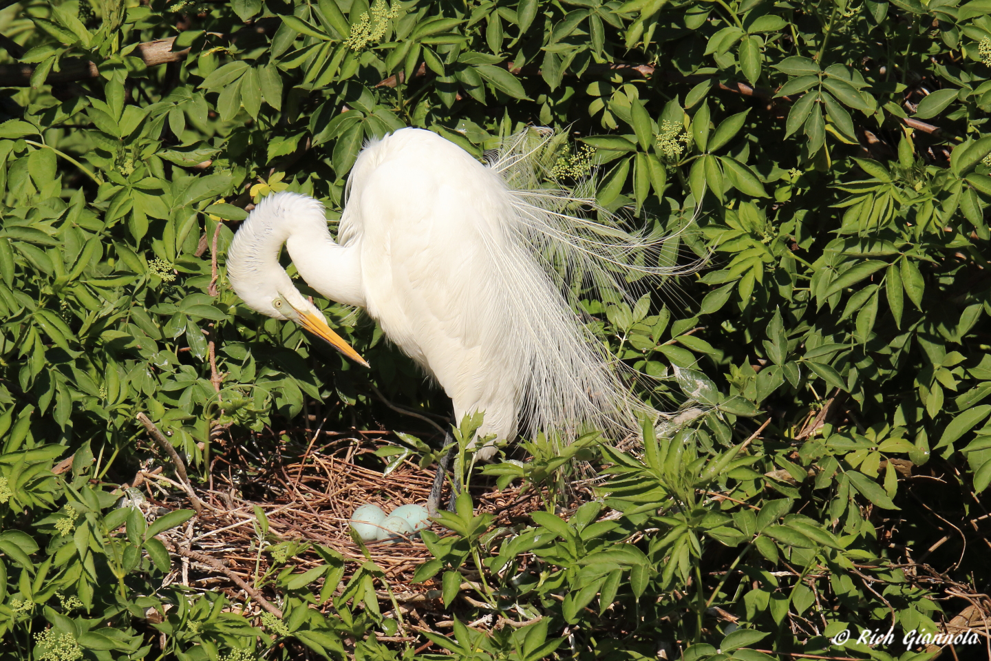 Birding at Ocean City Welcome Center – Featuring a Great Egret (5/15/23)