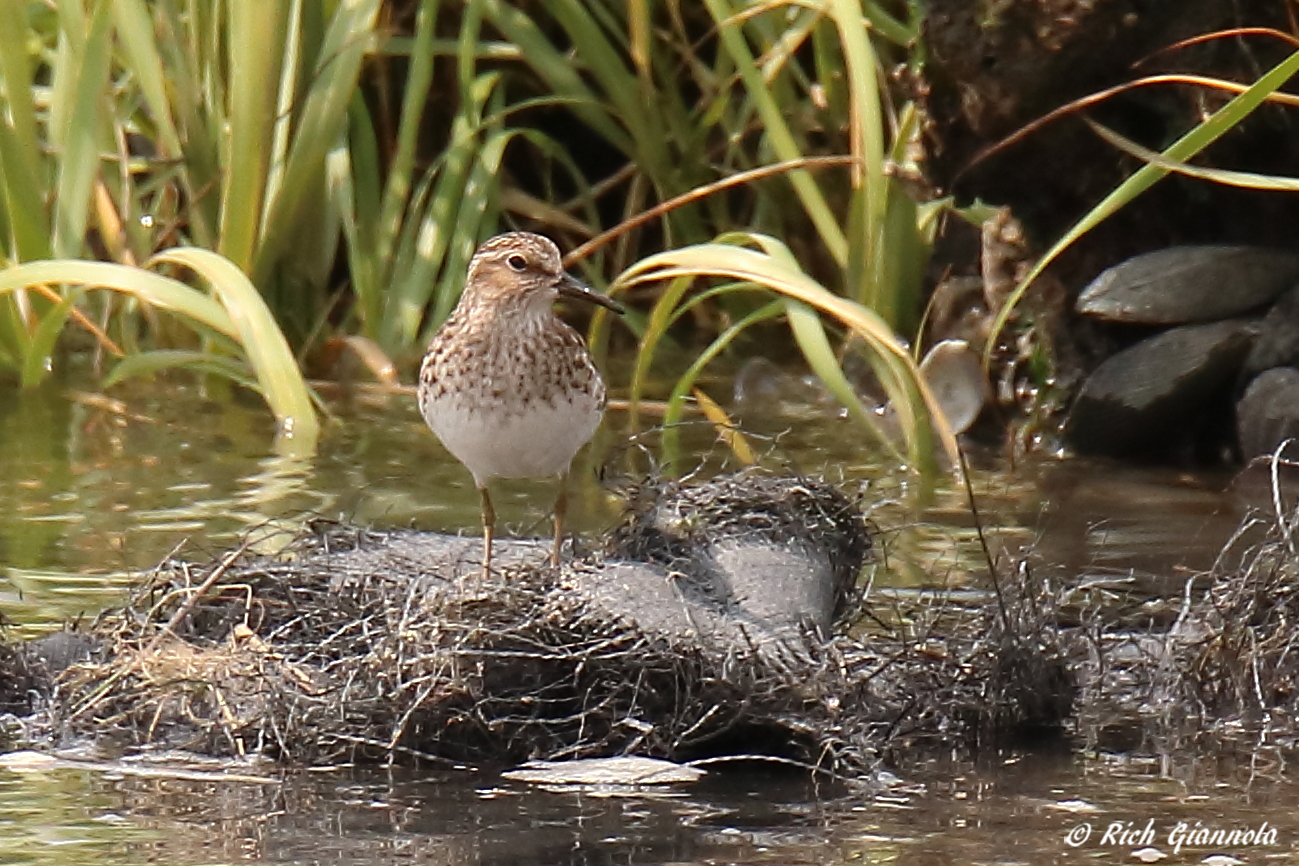 Birding at DuPont Nature Center – Featuring a Least Sandpiper (5/24/23)