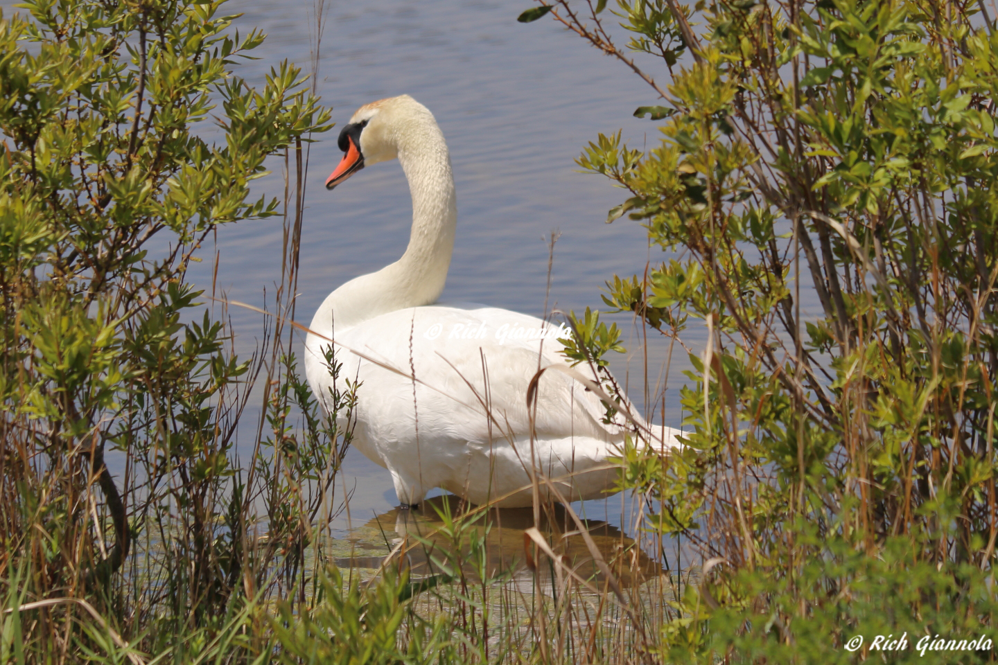 Birding at Cape May Point State Park – Featuring a Mute Swan (5/12/23)