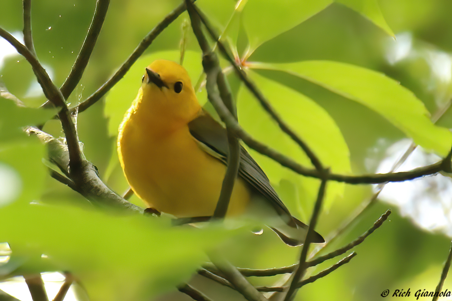 Birding at Phillips Landing Park – Featuring a Prothonotary Warbler (5/11/23)