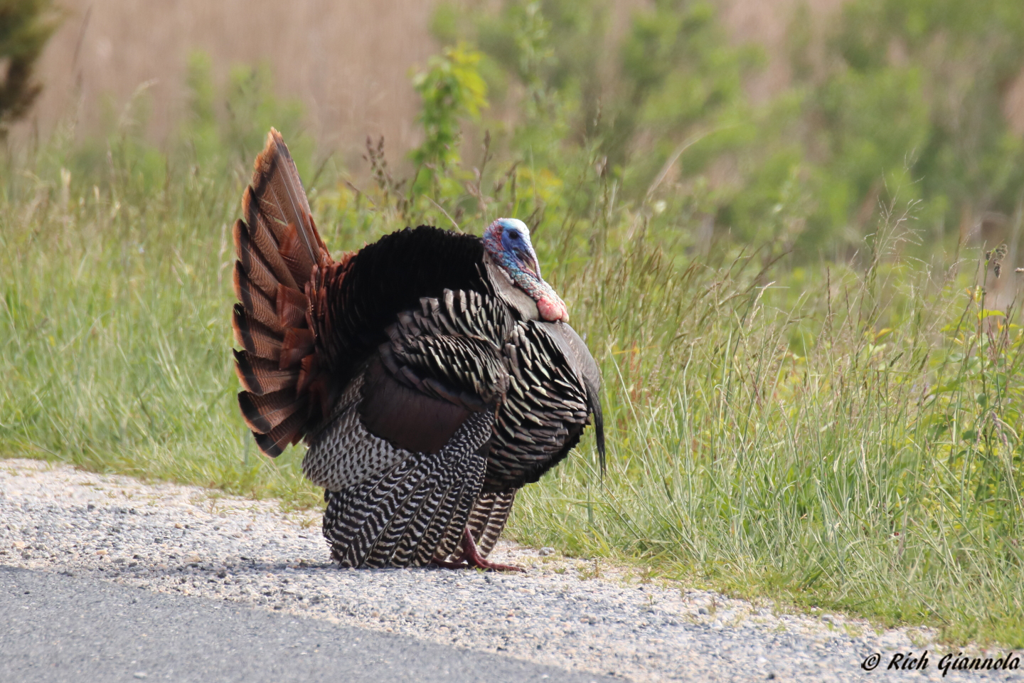 Birding at Bombay Hook NWR – Featuring a Wild Turkey (5/5/23)