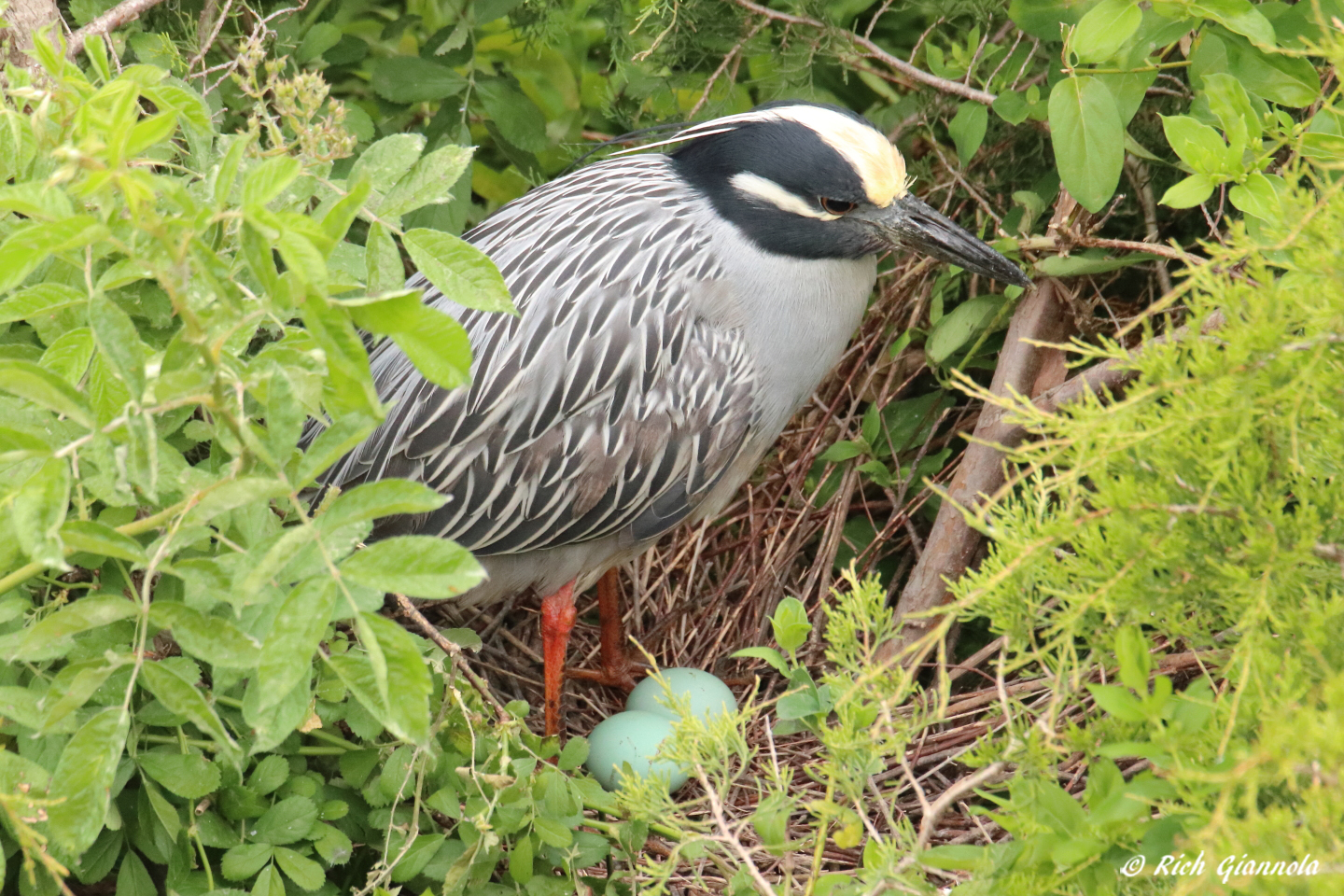 Birding at Ocean City Welcome Center – Featuring a Yellow-Crowned Night Heron (5/13/23)