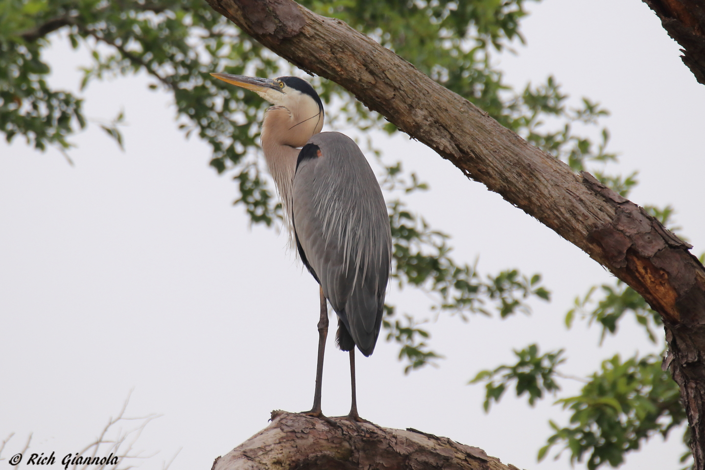 Birding at Prime Hook NWR – Featuring a Great Blue Heron (6/20/23)