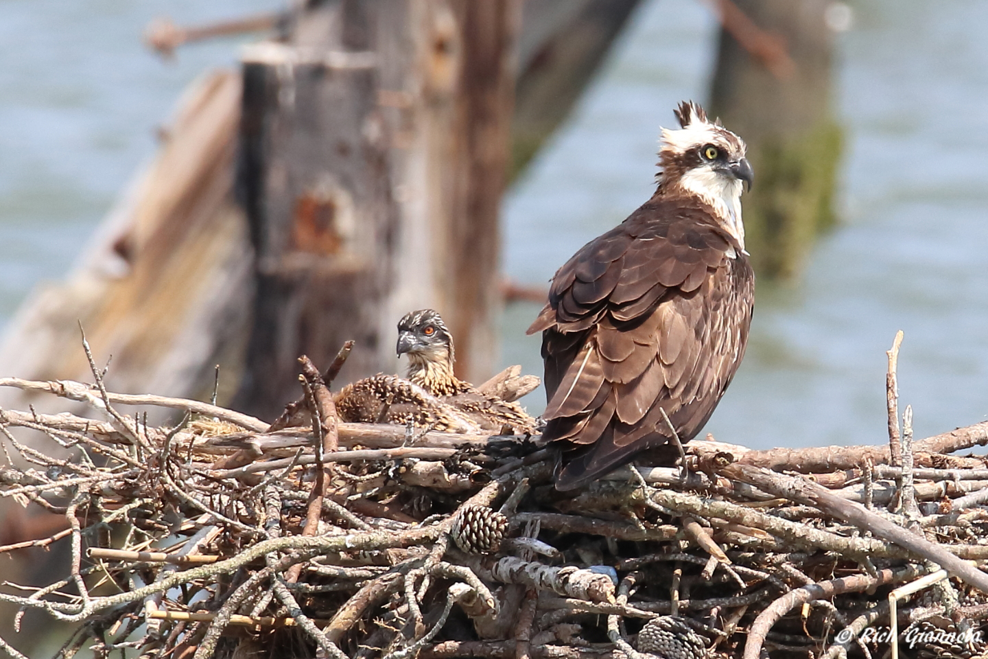 Birding at Cape Henlopen State Park – Featuring Ospreys (6/10/23)