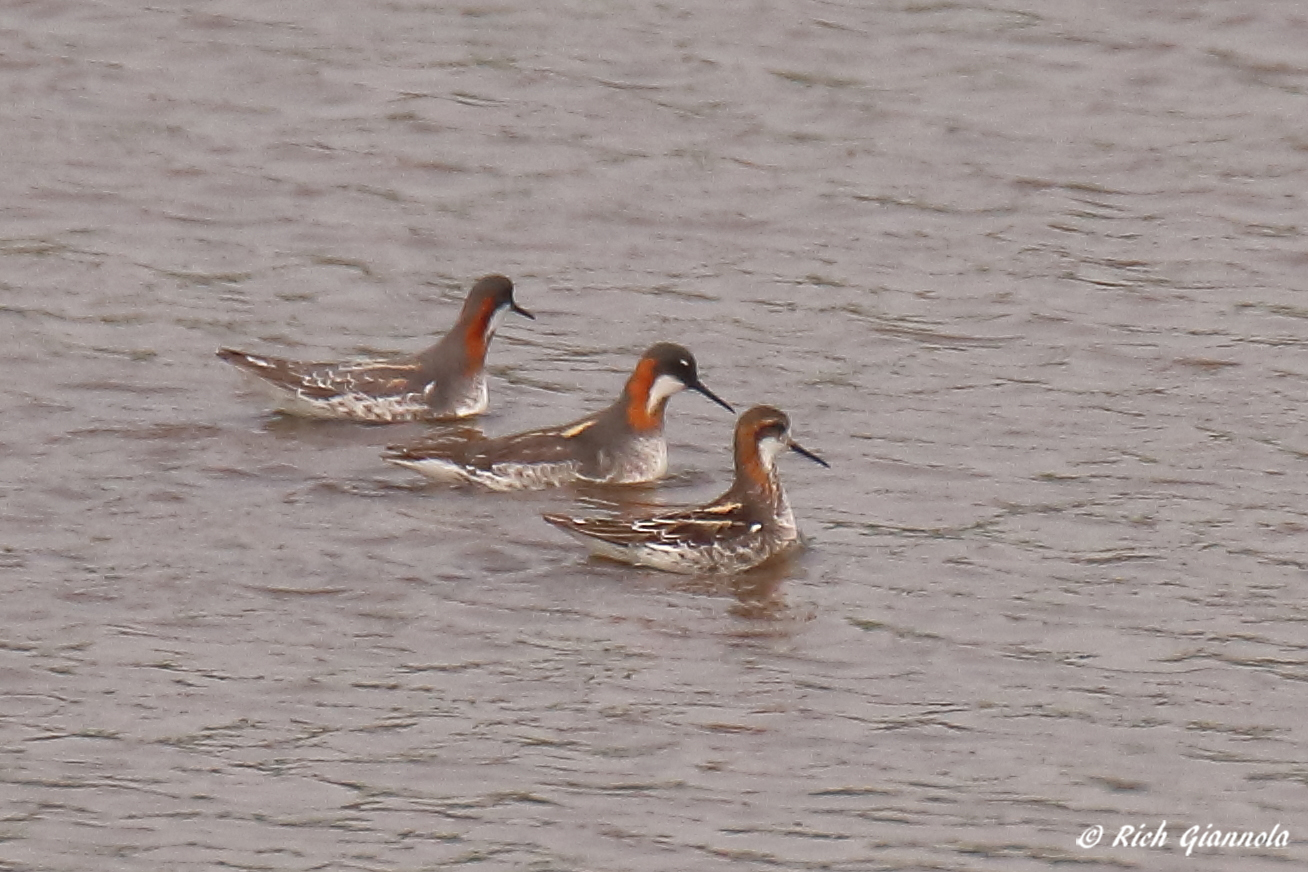 Birding at Bombay Hook NWR – Featuring Red-Necked Phalaropes (6/7/23)