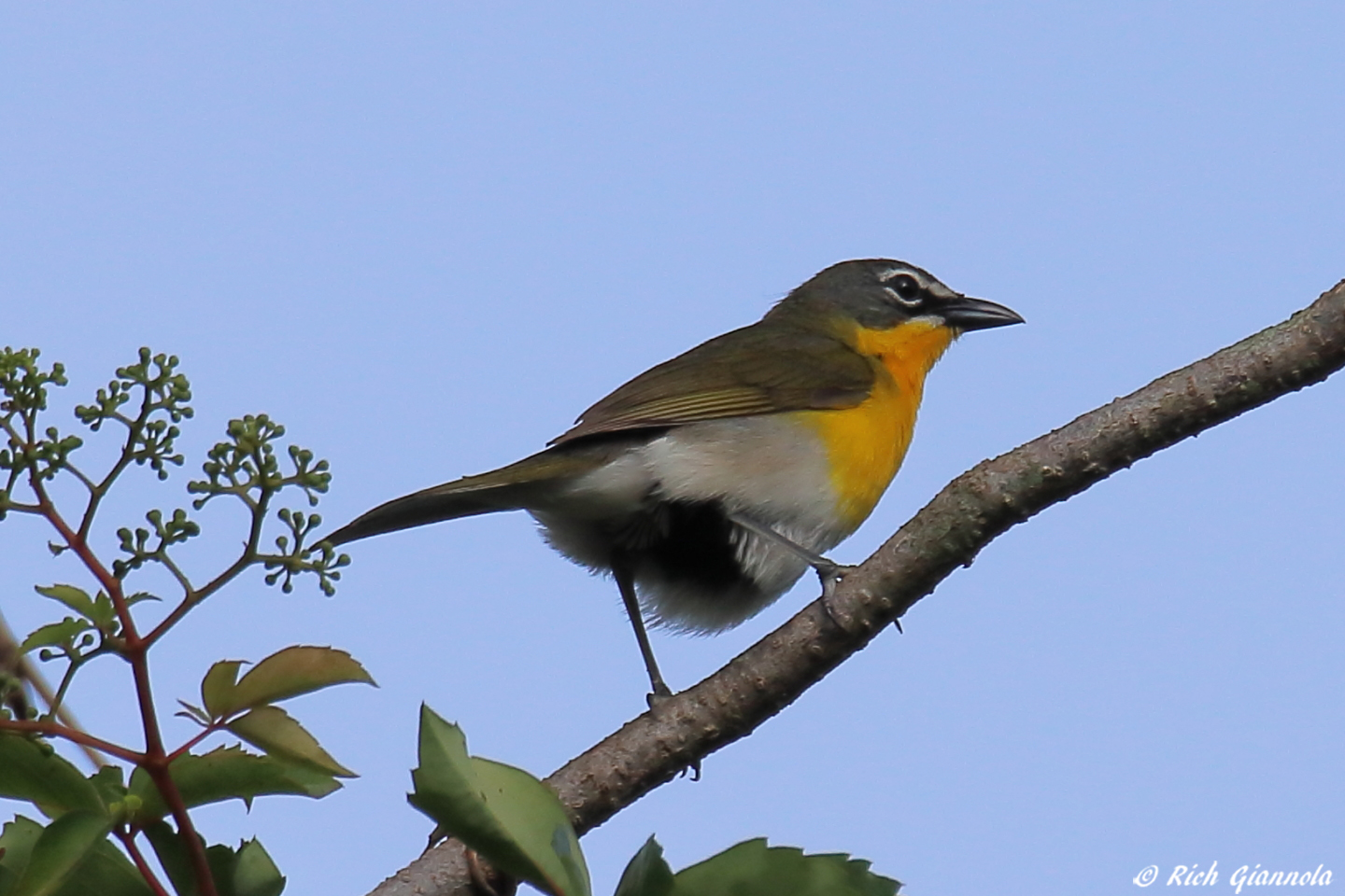 Birding at Prime Hook NWR – Featuring a Yellow-Breasted Chat (6/3/23)