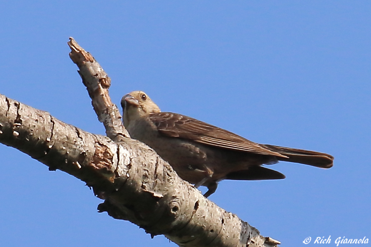 Birding at Prime Hook NWR – Featuring a Blue Grosbeak (7/6/23)