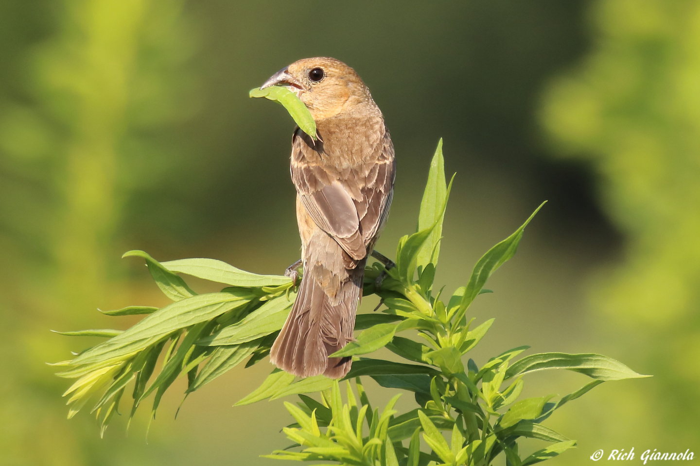 Birding at Delaware Botanic Gardens – Featuring a Blue Grosbeak (7/28/23)