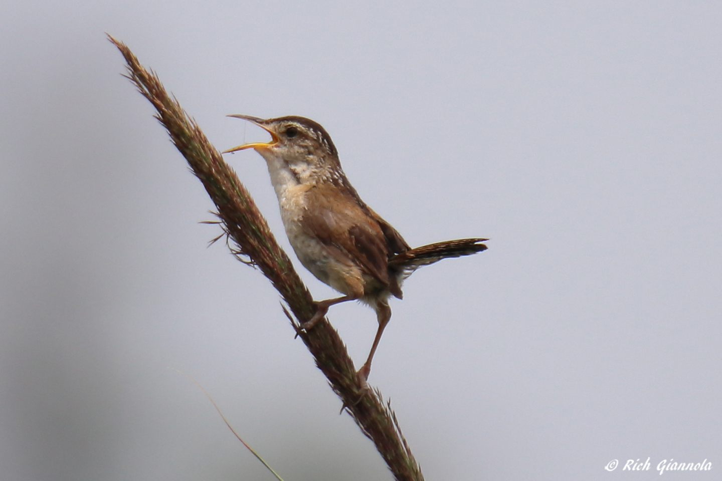 Birding at Bombay Hook NWR – Featuring a Marsh Wren (7/20/23)