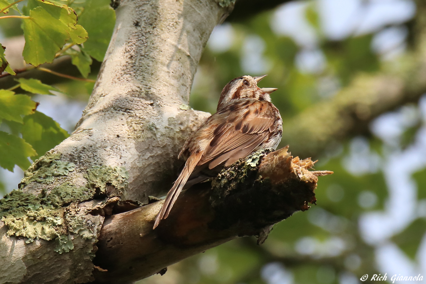 Birding at Wertheim NWR – Featuring a Song Sparrow (7/17/23)